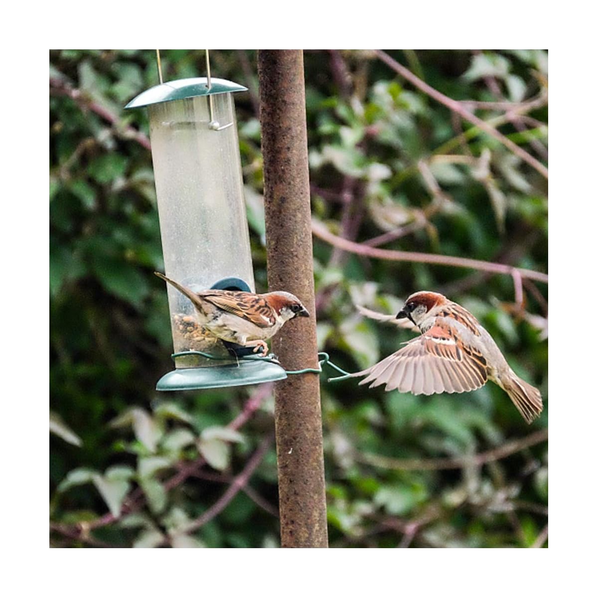 Lulu Home Hanging Bird Feeder, Set of 3 Tube Bird Feeders for Outside Hanging, Wild Bird Seed Feeders for Cardinal Birds - detail image 5